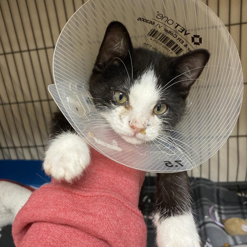 Enlarge Tote, a Adoptable Domestic Long Hair in Norfolk, NE image 1/3