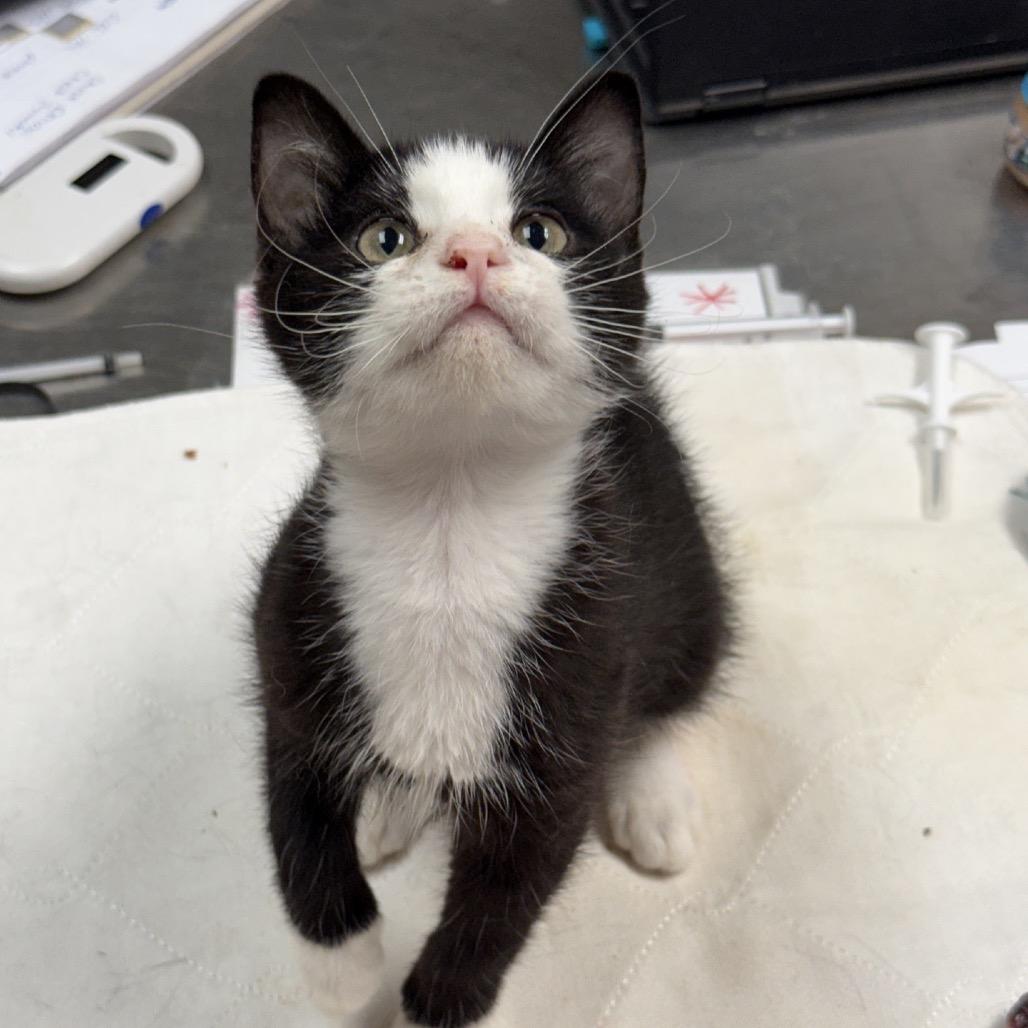 Enlarge Tote, a Adoptable Domestic Long Hair in Norfolk, NE image 2/3