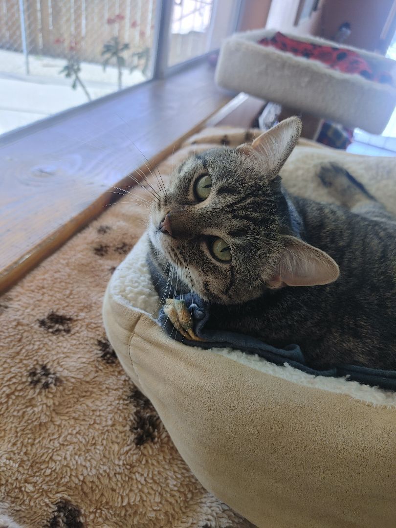 Enlarge Leola, a Adoptable Domestic Short Hair in Spring Valley, CA image 4/5