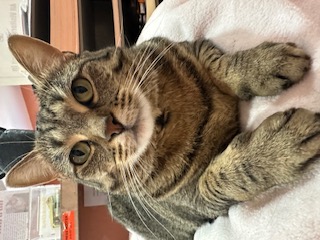 Enlarge Leola, a Adoptable Domestic Short Hair in Spring Valley, CA image 1/5