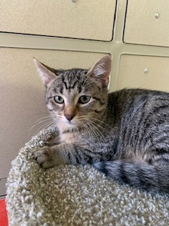 Enlarge Leola, a Adoptable Domestic Short Hair in Spring Valley, CA image 5/5