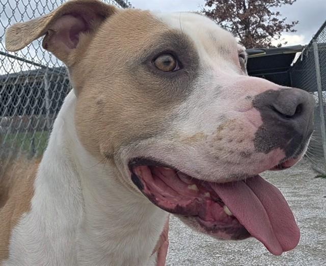Enlarge PO BOY, a Adoptable mixed breed in Rogers, AR image 1/1