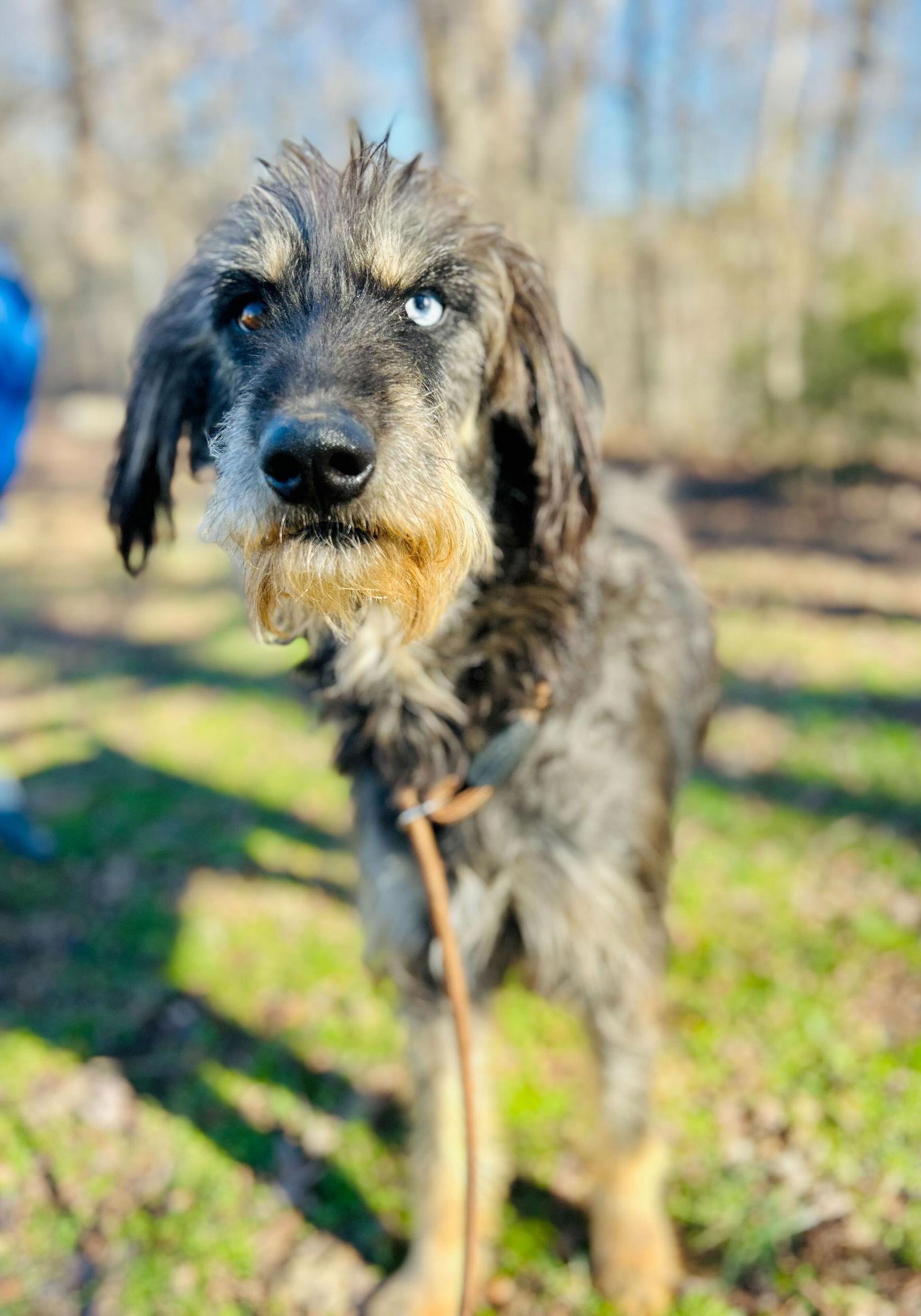 Enlarge Zaire Oct 25, a Adoptable mixed breed in Pacolet, SC image 1/3