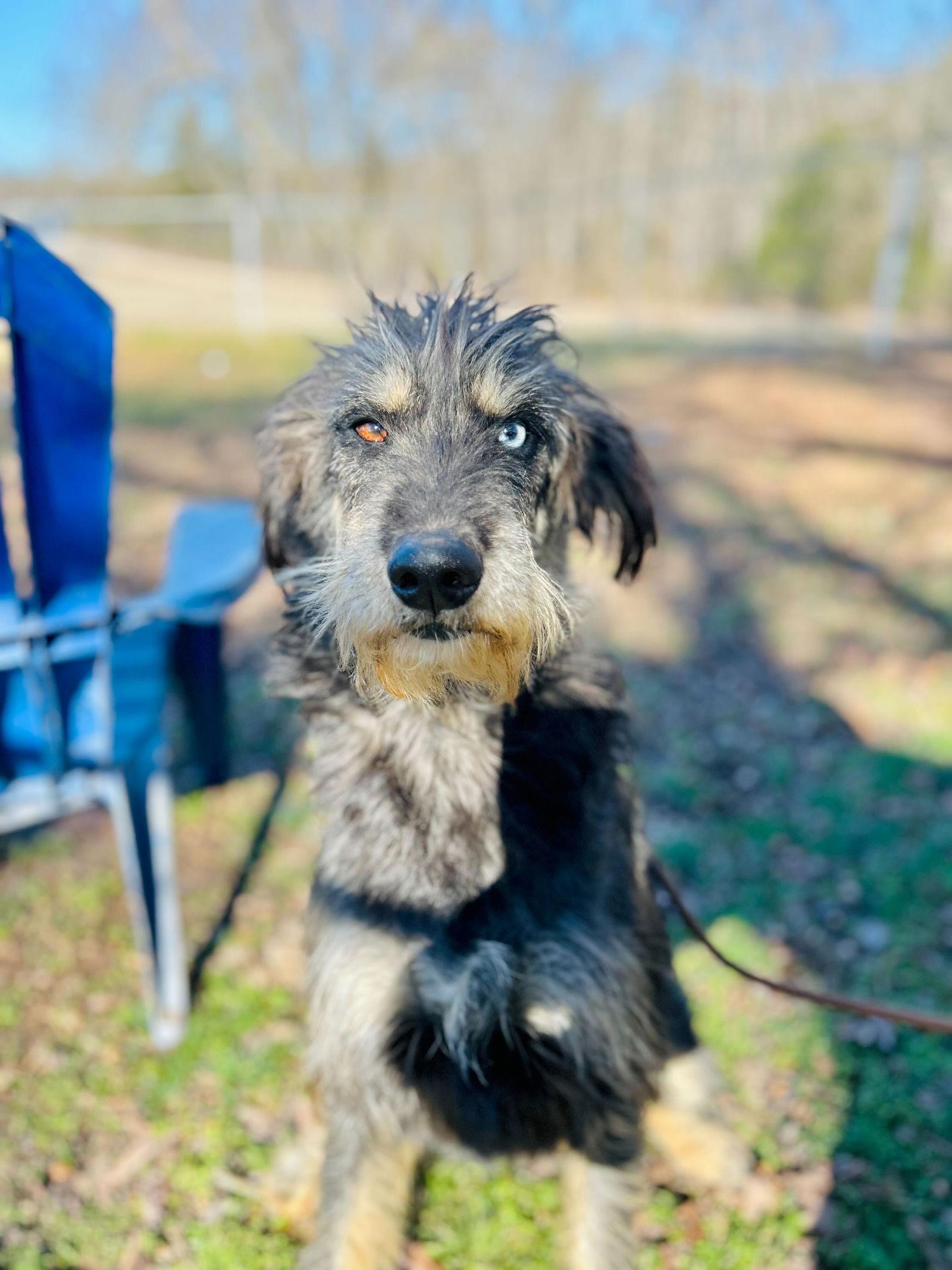 Enlarge Zaire Oct 25, a Adoptable mixed breed in Pacolet, SC image 3/3