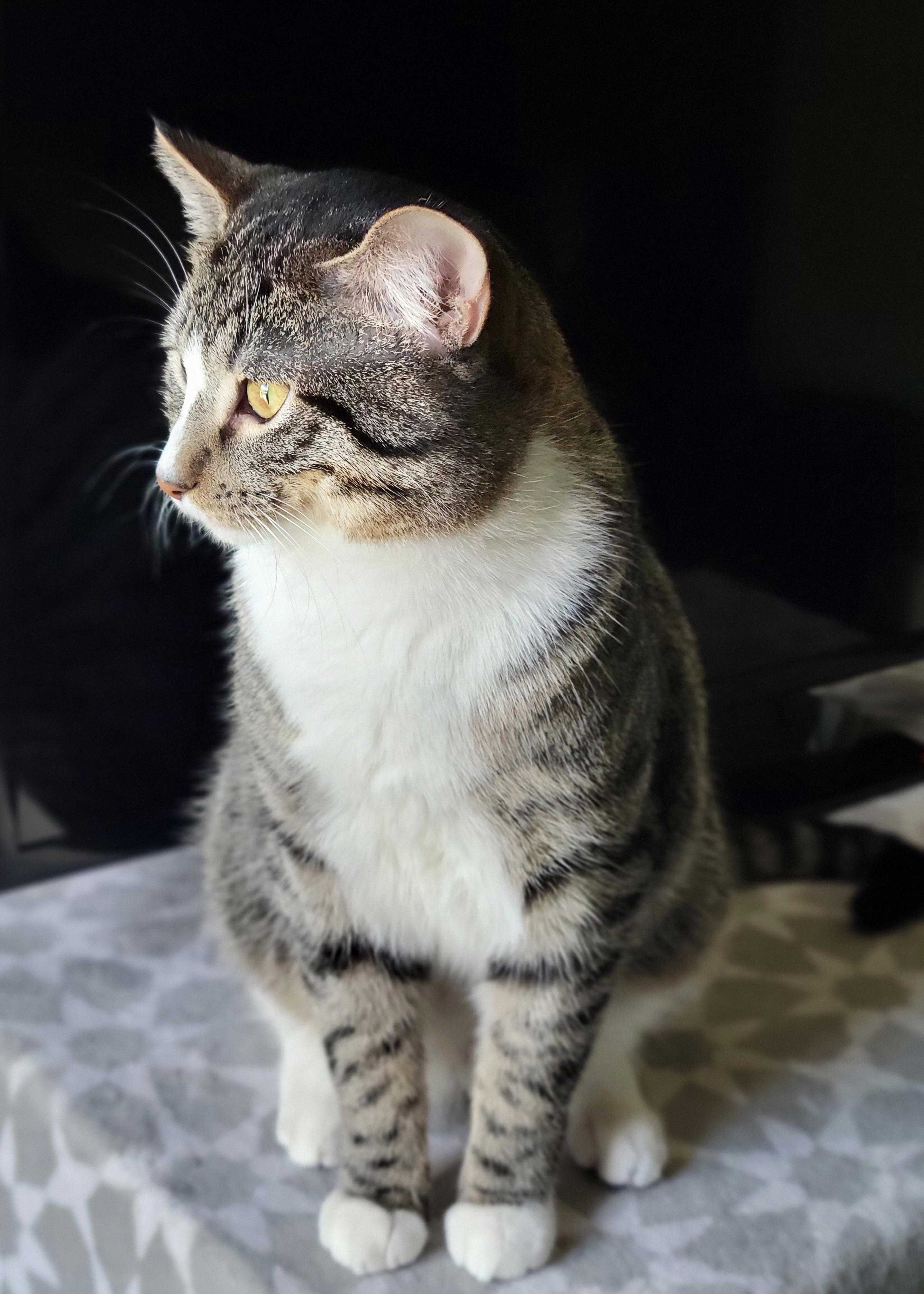 Enlarge Charlie Bonded with Kaya, a Adoptable American Shorthair in OVERLAND PARK, KS image 2/5