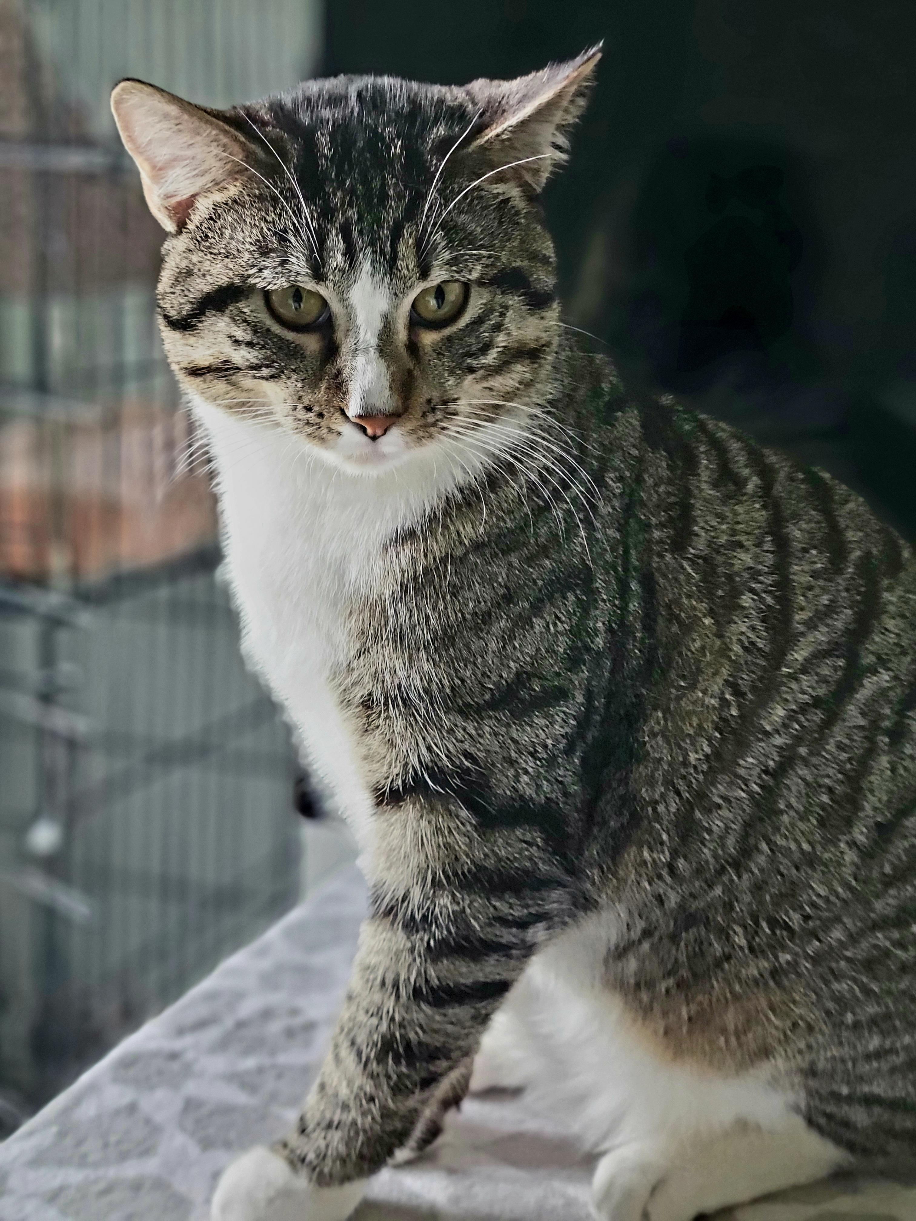 Enlarge Charlie Bonded with Kaya, a Adoptable American Shorthair in OVERLAND PARK, KS image 5/5