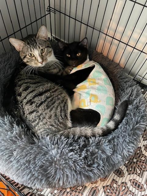 Enlarge Charlie Bonded with Kaya, a Adoptable American Shorthair in OVERLAND PARK, KS image 3/5