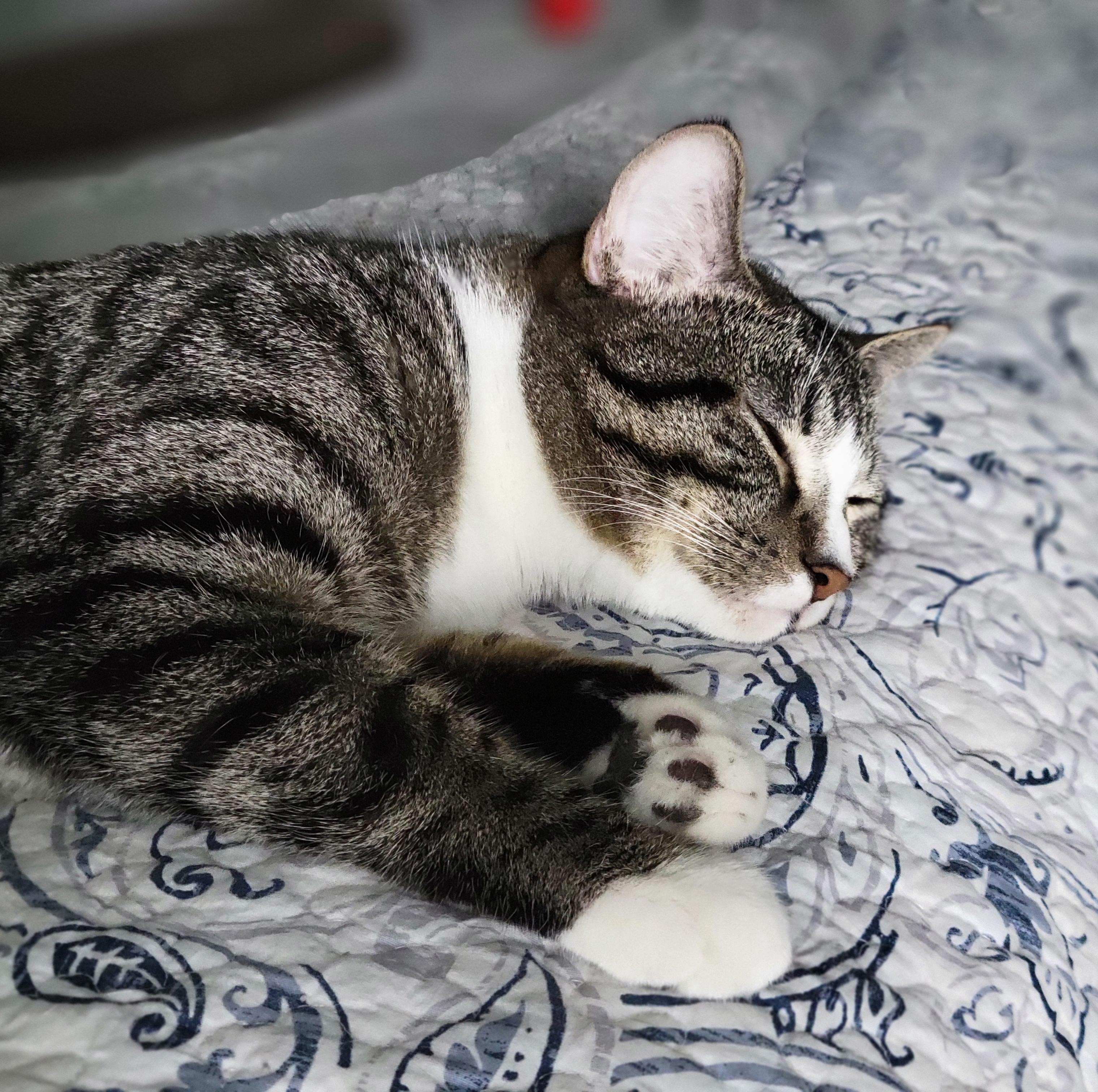 Charlie Bonded with Kaya, Adoptable, Young Male American Shorthair.