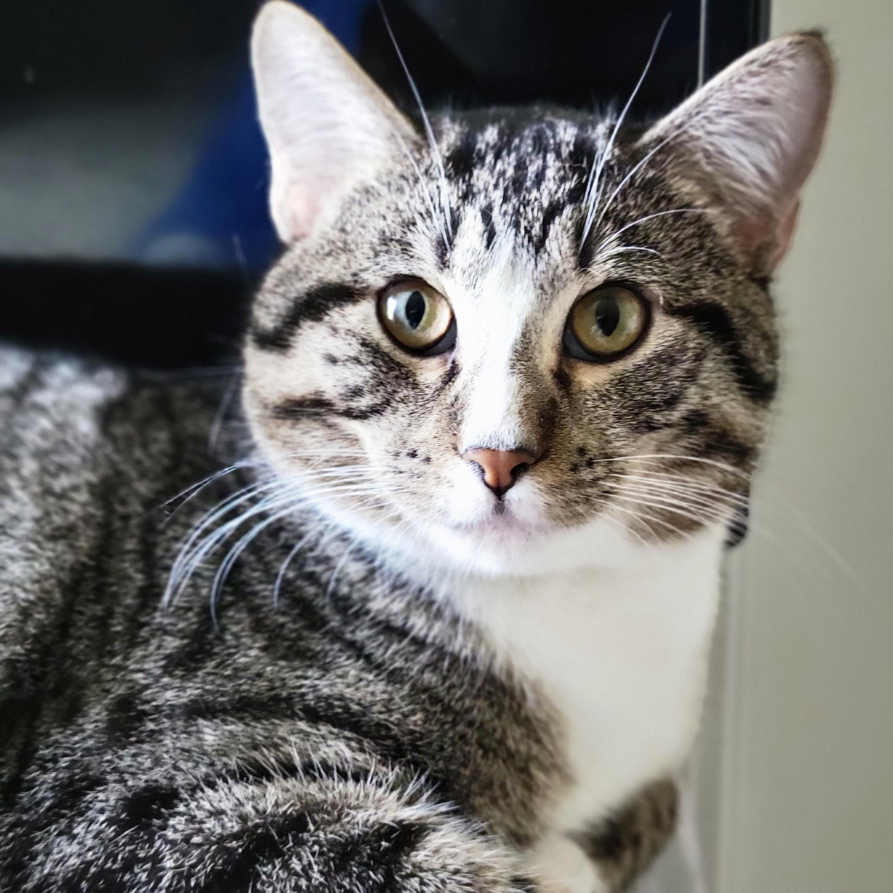 Enlarge Charlie Bonded with Kaya, a Adoptable American Shorthair in OVERLAND PARK, KS image 4/5