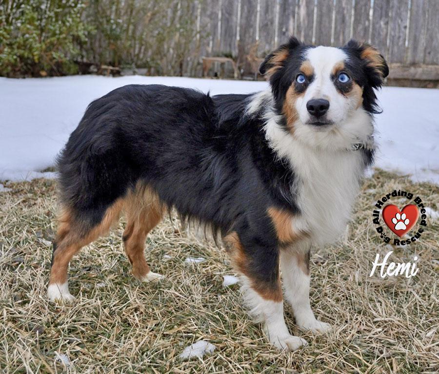 Enlarge Hemi, a ADOPTABLE Australian Shepherd in Joliet, IL image 1/4