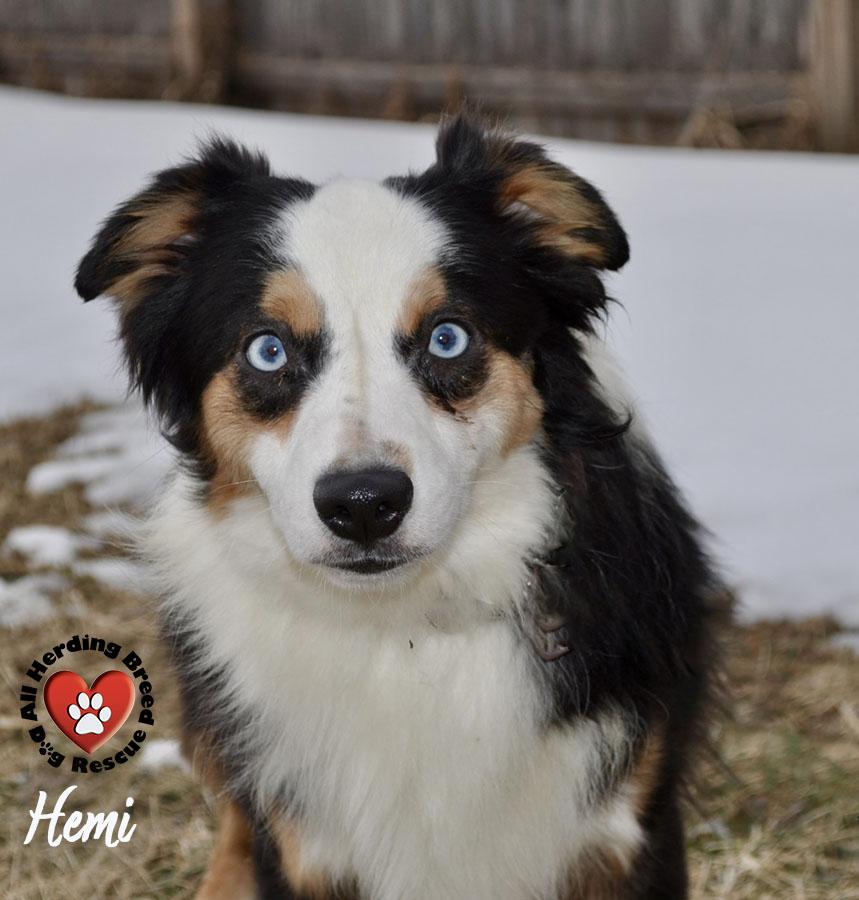 Enlarge Hemi, a ADOPTABLE Australian Shepherd in Joliet, IL image 2/4