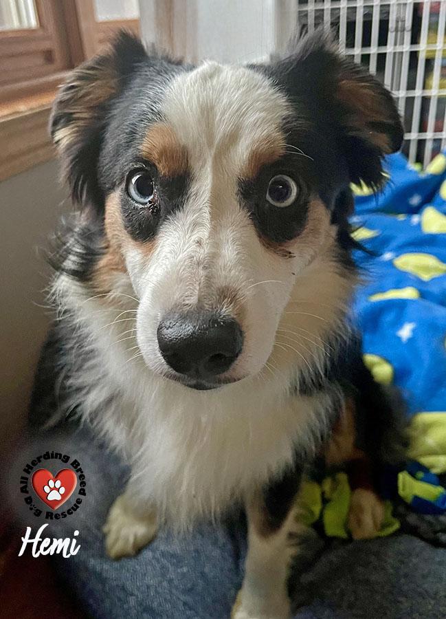 Enlarge Hemi, a ADOPTABLE Australian Shepherd in Joliet, IL image 4/4