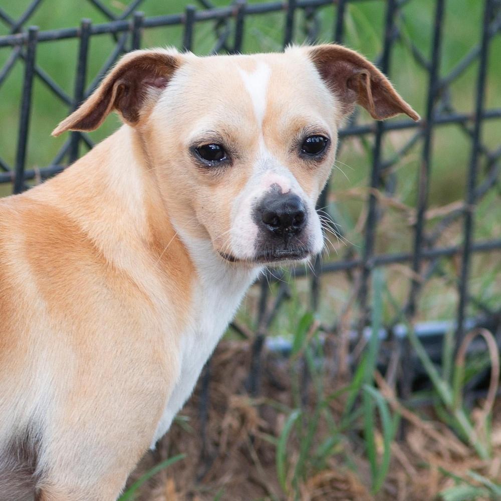 Enlarge Jax, an adopted mixed breed in Farmingville, NY image 2/2