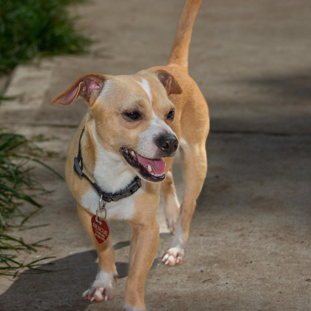 Jax, adopted, Adult Male Chihuahua.