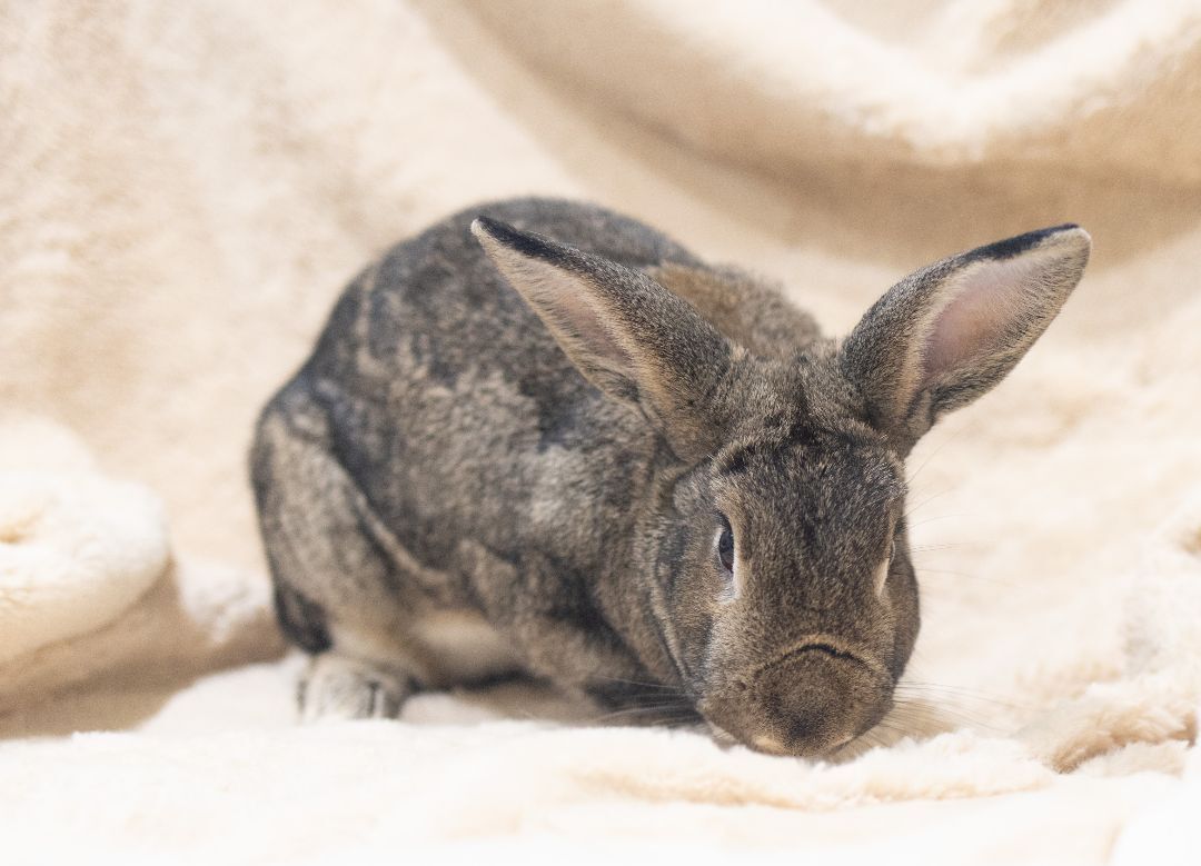 Cinnamon Toast & Brownie, a Adoptable mixed breed in Los Angeles, CA image 1/12