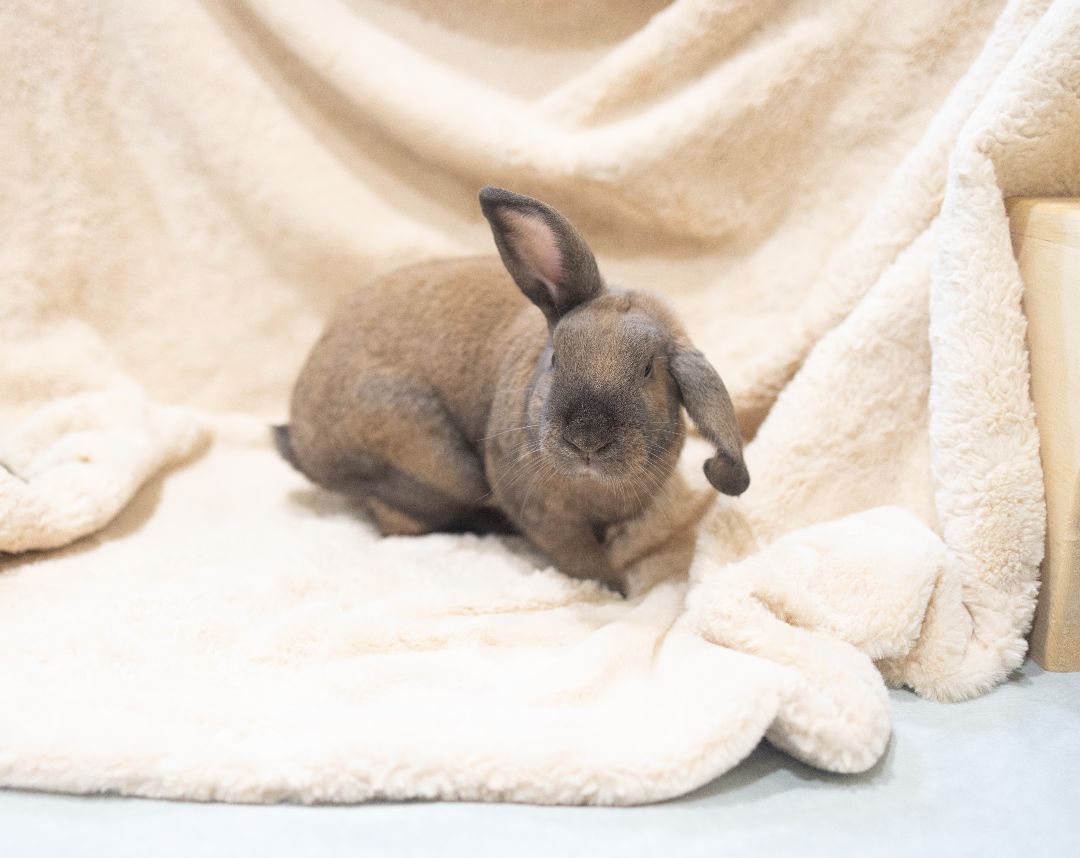 Cinnamon Toast & Brownie, a Adoptable mixed breed in Los Angeles, CA image 2/12