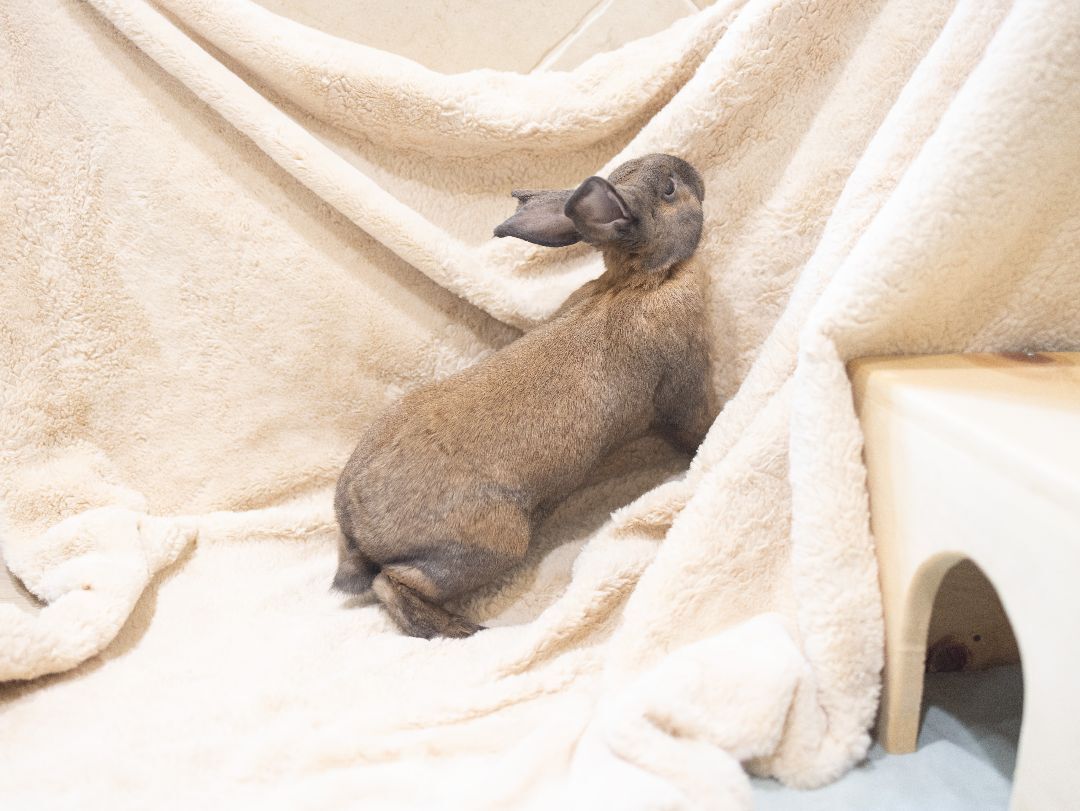 Cinnamon Toast & Brownie, a Adoptable mixed breed in Los Angeles, CA image 3/12