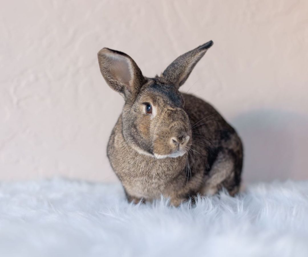 Cinnamon Toast & Brownie, a Adoptable mixed breed in Los Angeles, CA image 4/12