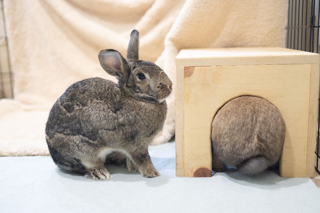 Cinnamon Toast & Brownie, a Adoptable mixed breed in Los Angeles, CA image 5/12