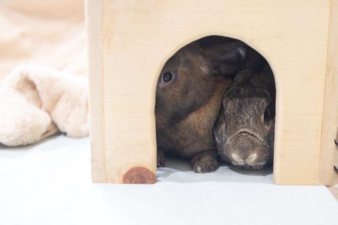 Cinnamon Toast & Brownie, a Adoptable mixed breed in Los Angeles, CA image 6/12