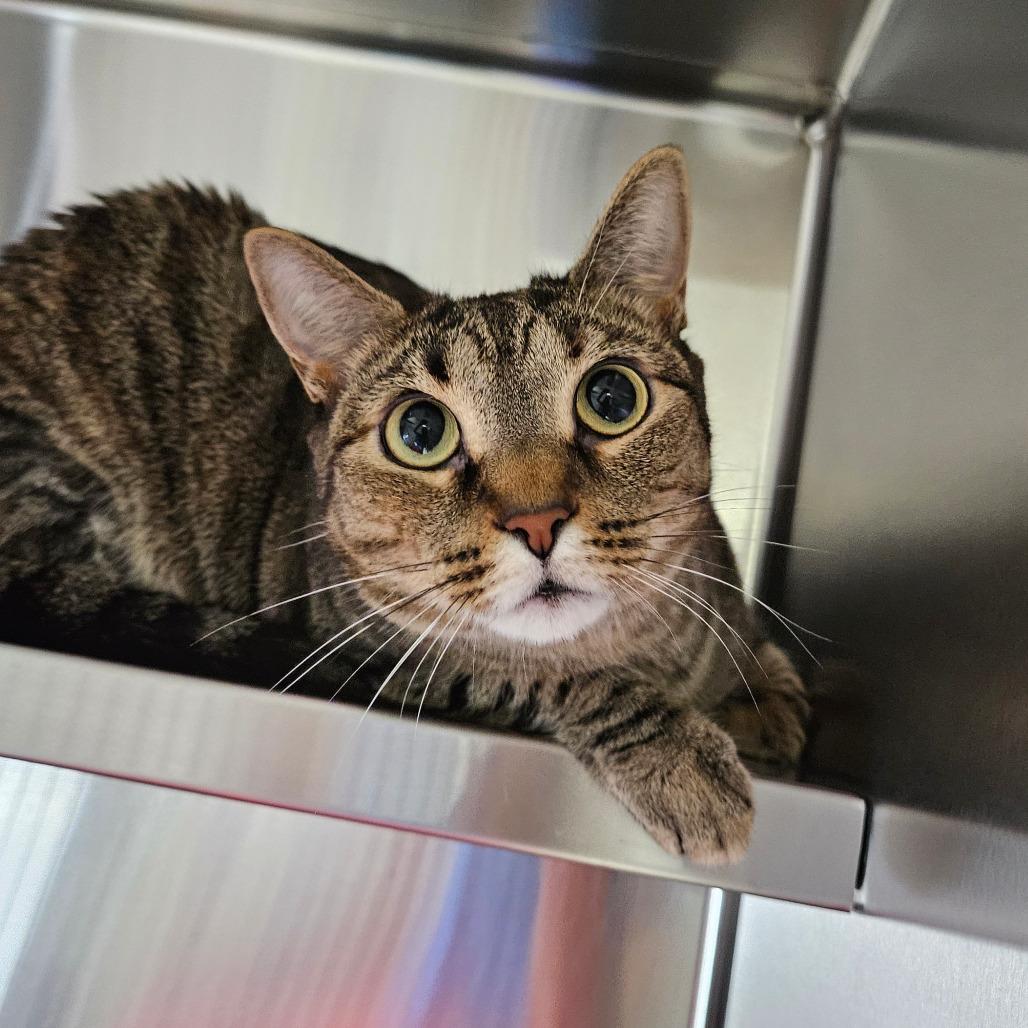 Enlarge Tina, a Adoptable Domestic Short Hair in Sarasota, FL image 1/6