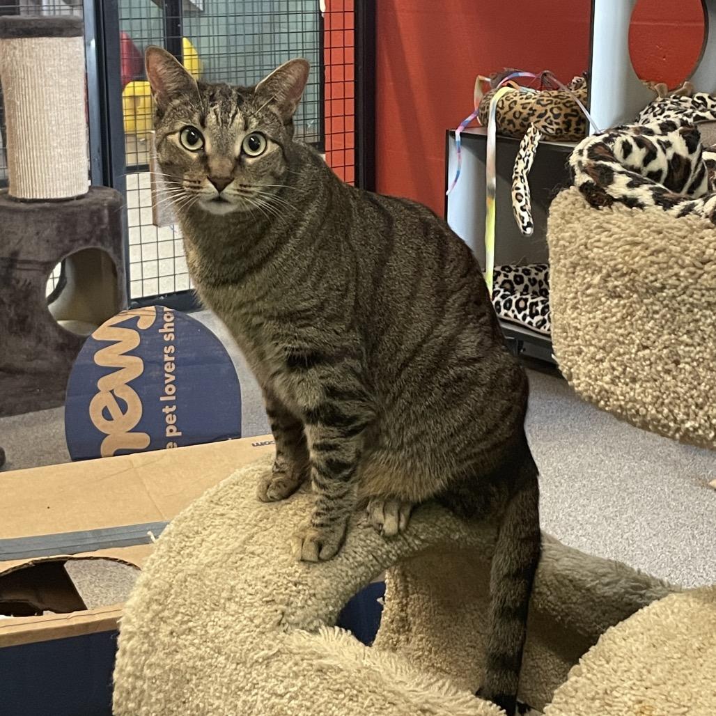 Enlarge Tina, a Adoptable Domestic Short Hair in Sarasota, FL image 2/6