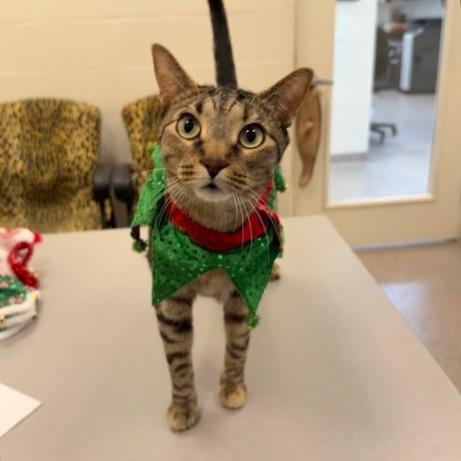 Enlarge Tina, a Adoptable Domestic Short Hair in Sarasota, FL image 3/6