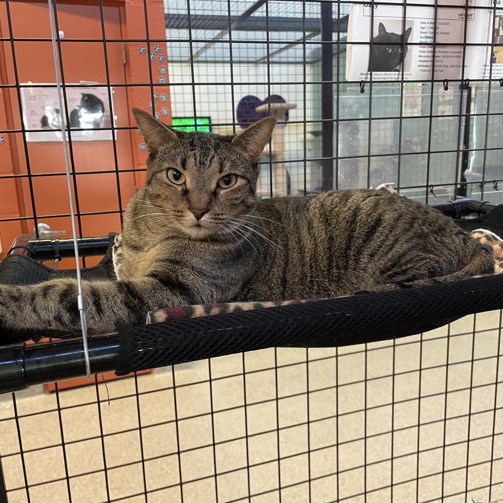 Enlarge Tina, a Adoptable Domestic Short Hair in Sarasota, FL image 5/6