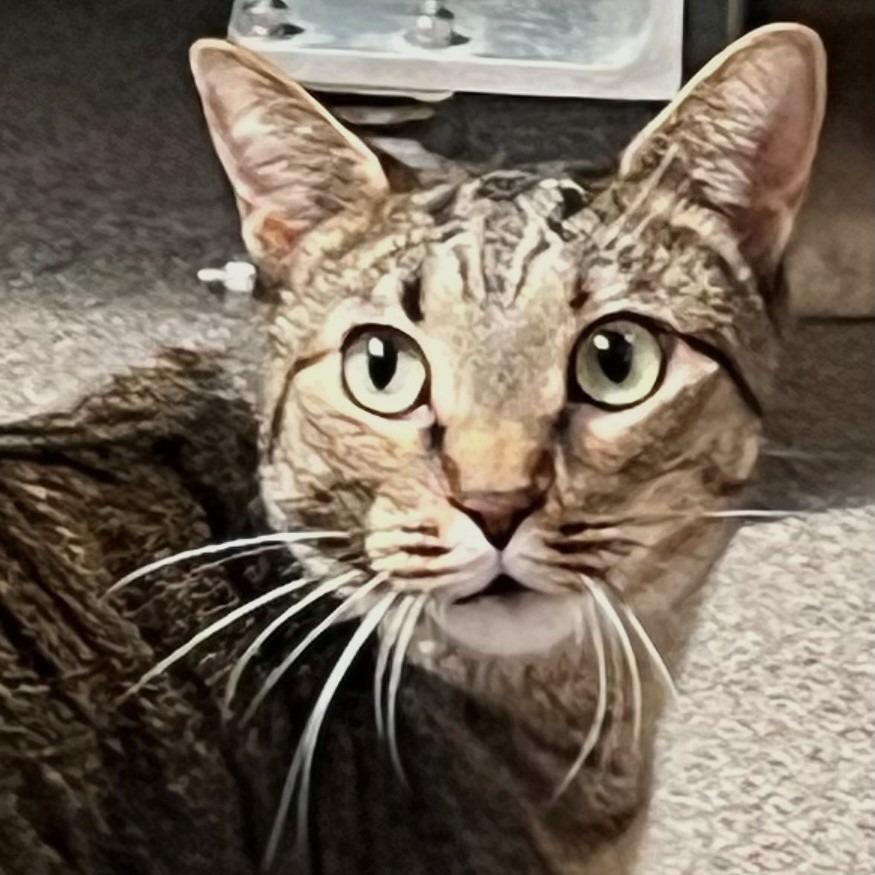 Enlarge Tina, a Adoptable Domestic Short Hair in Sarasota, FL image 6/6