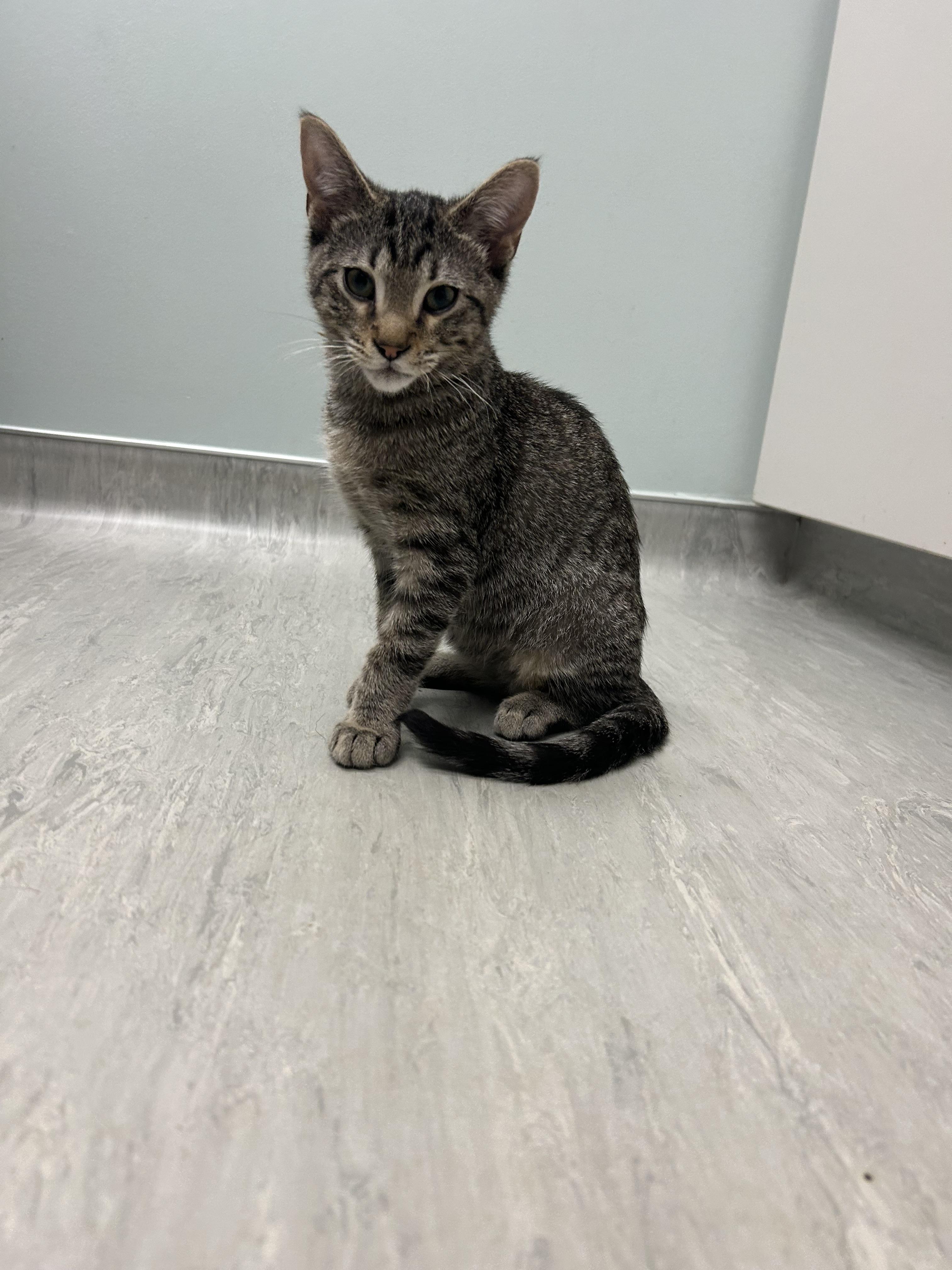 Frank, Adoptable, Young Male Domestic Medium Hair.