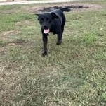 Enlarge WENDY - TRANSPORT AVAILABLE, a Adoptable mixed breed in St. Louis, MO image 3/6