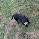 Enlarge WENDY - TRANSPORT AVAILABLE, a Adoptable mixed breed in St. Louis, MO image 6/6