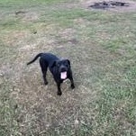 Enlarge WENDY - TRANSPORT AVAILABLE, a Adoptable mixed breed in St. Louis, MO image 2/6