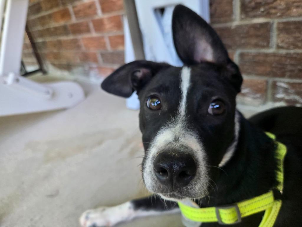 Blossom, Adoptable, Puppy Female Australian Cattle Dog / Blue Heeler & Mixed Breed.