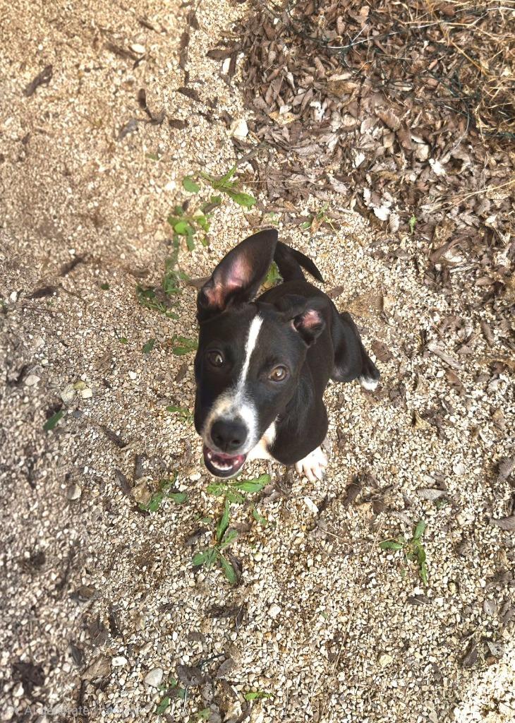 Blossom, a Adoptable mixed breed in Junction, TX image 2/6