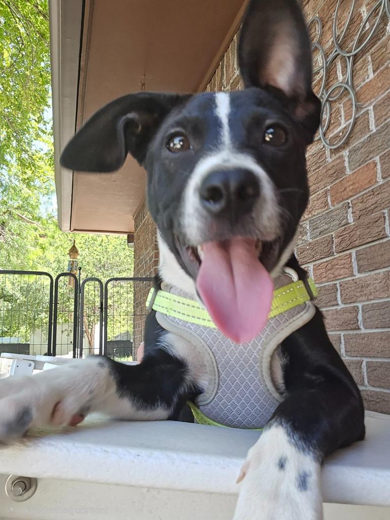 Blossom, a Adoptable mixed breed in Junction, TX image 3/6