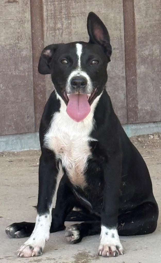 Blossom, a Adoptable mixed breed in Junction, TX image 4/6