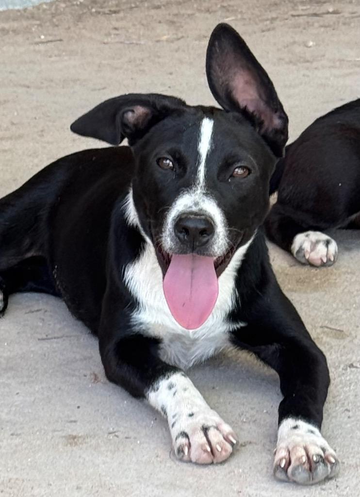 Blossom, a Adoptable mixed breed in Junction, TX image 6/6