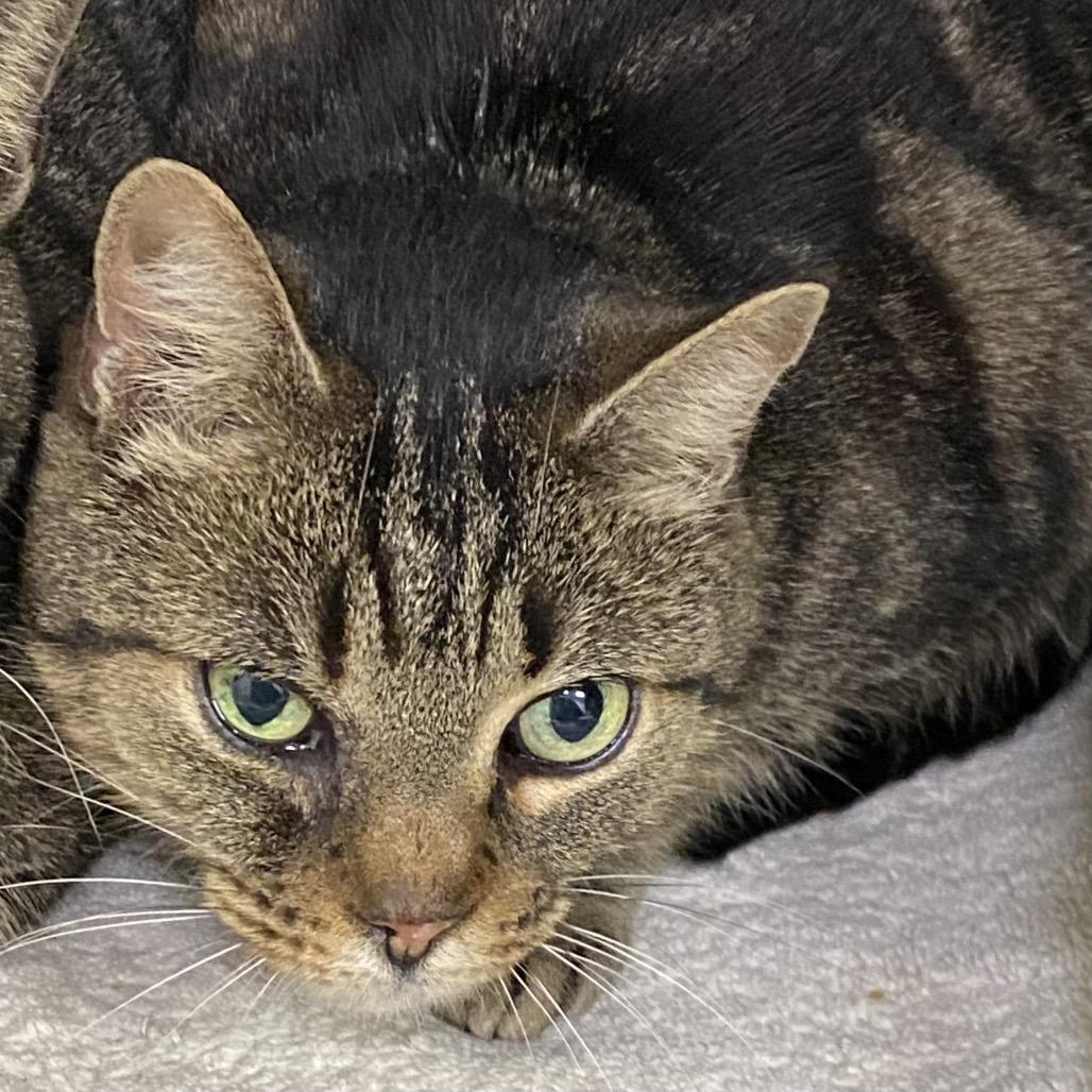 Enlarge Sylvester, a Adoptable Domestic Short Hair in Greensboro, GA image 1/1