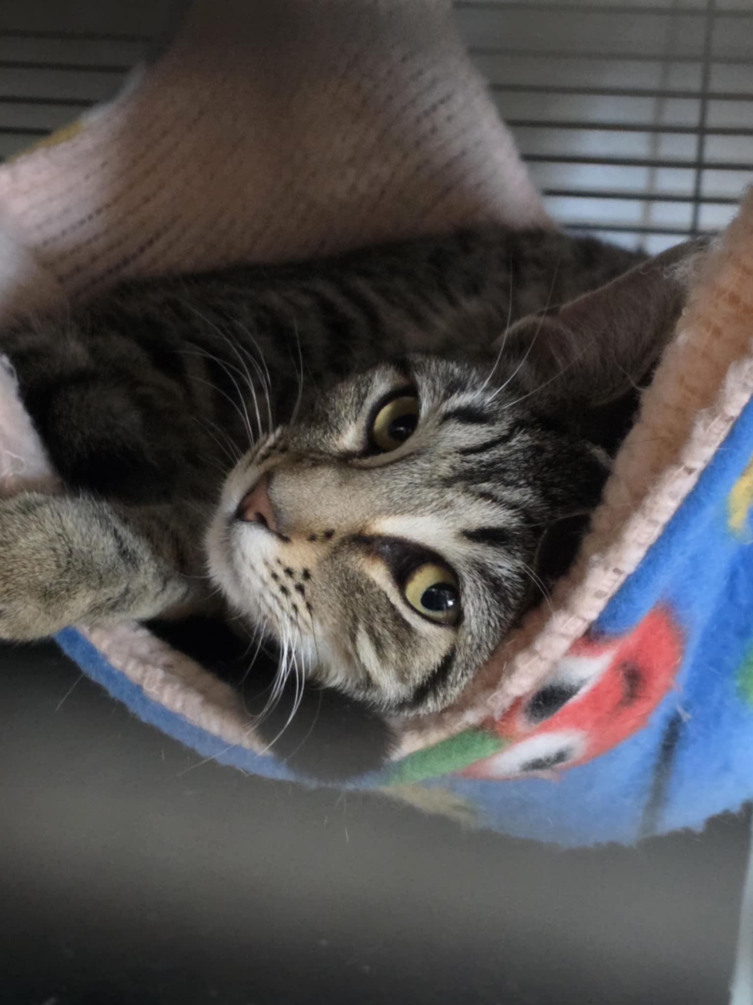 Ellie , adopted, Young Female Tabby.