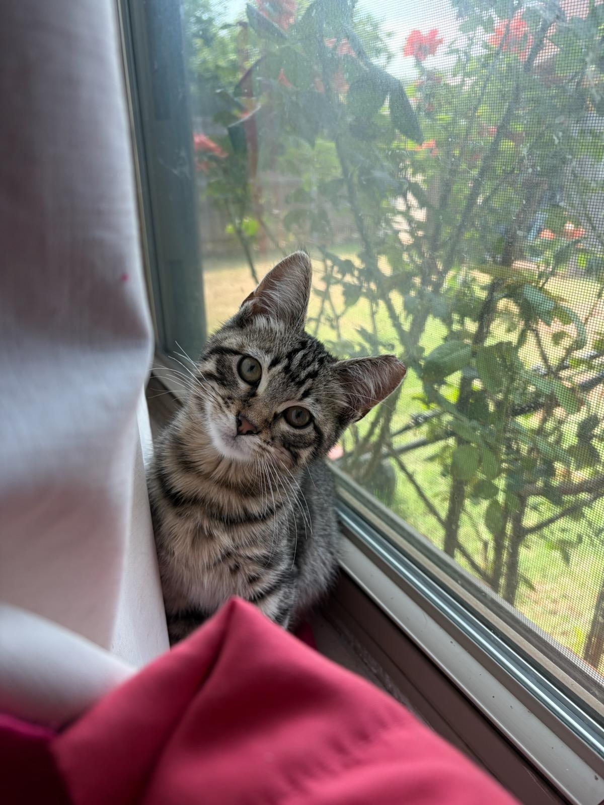 Ed, ADOPTABLE, Young Male Domestic Short Hair.
