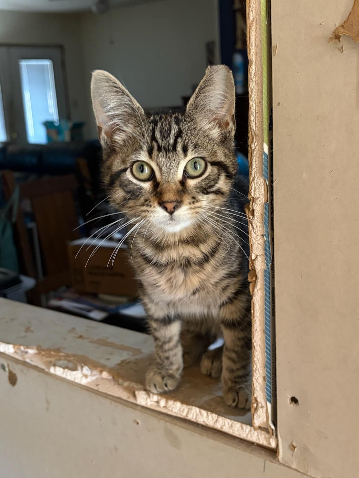 Enlarge Ed, a ADOPTABLE Domestic Short Hair in Lubbock, TX image 2/2