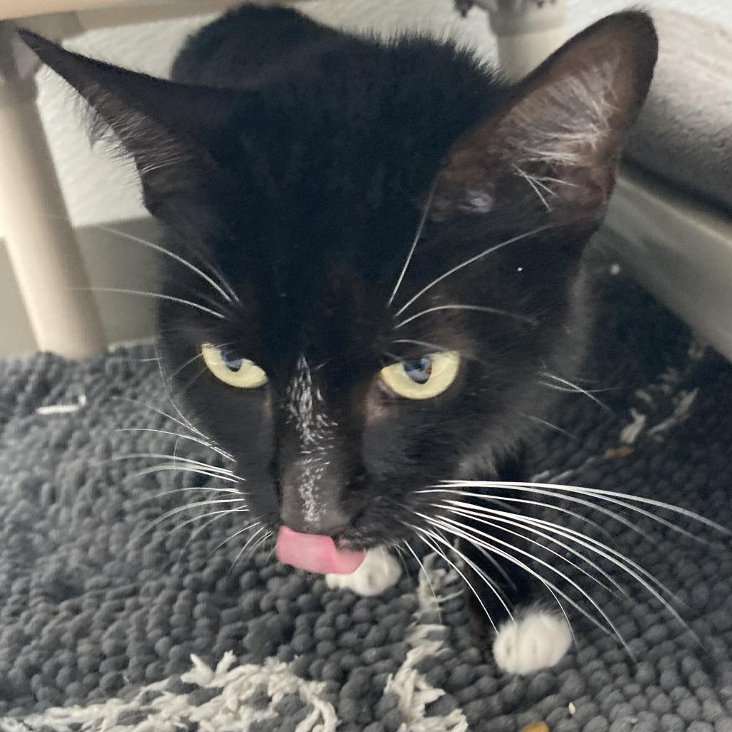 Sprinkle, Adoptable, Young Female Domestic Short Hair.