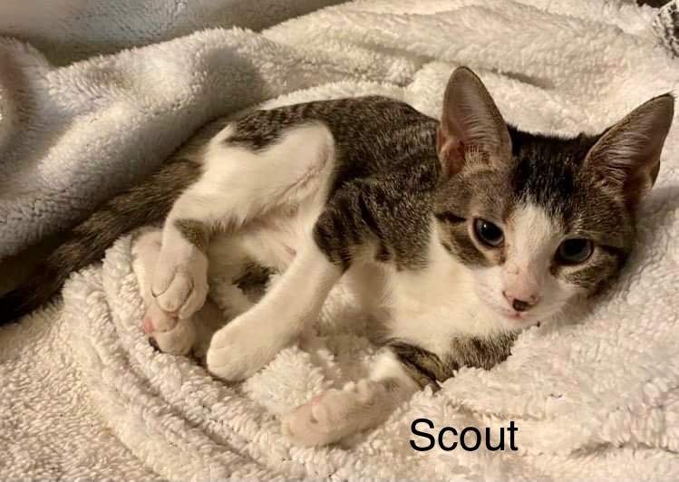 Scout, Adoptable, Adult Male Domestic Short Hair.