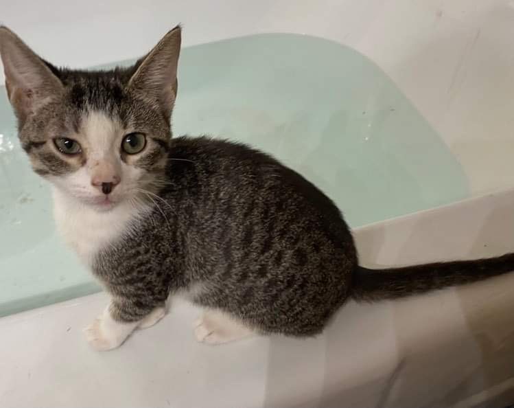 Enlarge Scout, a Adoptable Domestic Short Hair in Mabank, TX image 2/4