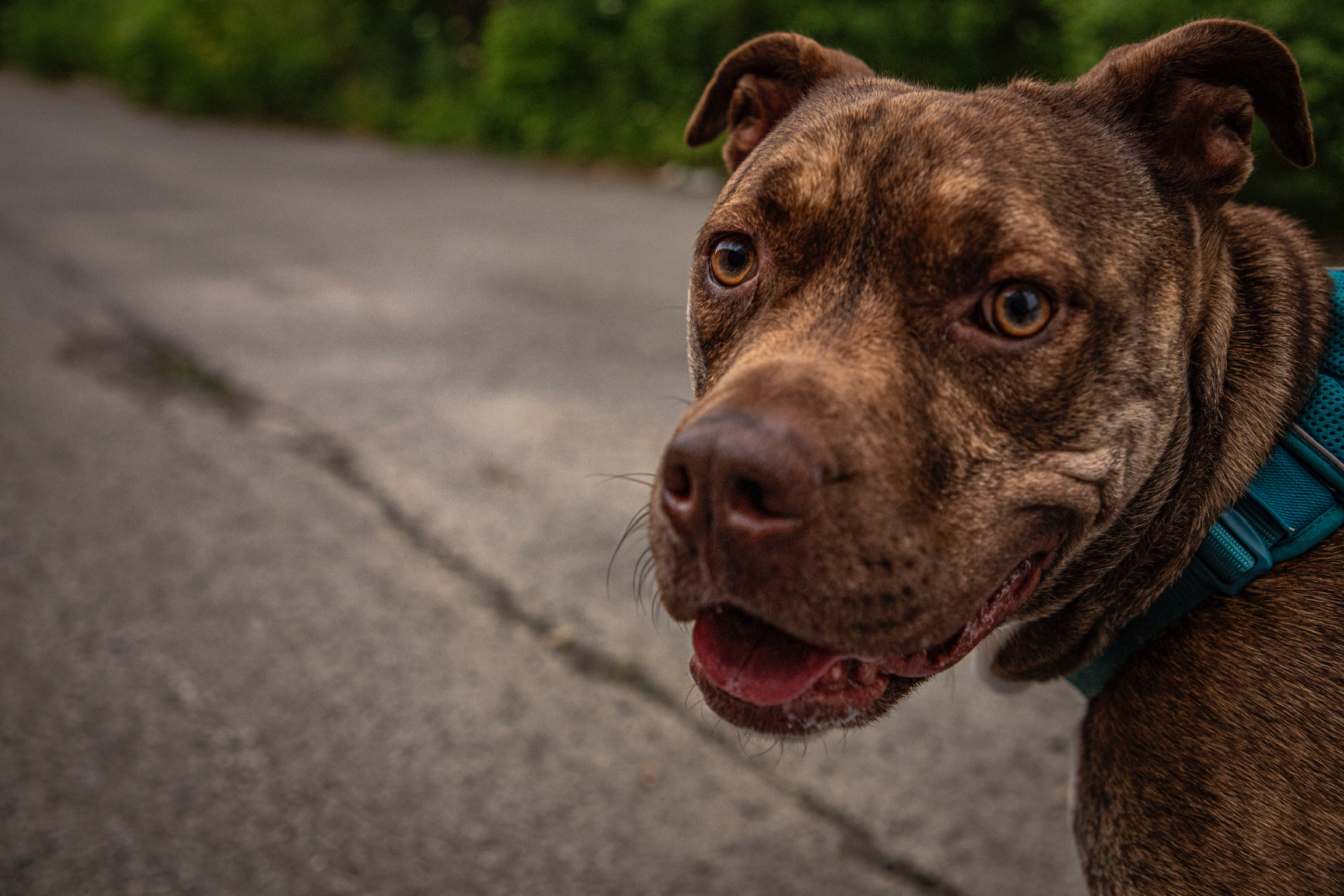 Gatsby, a Adoptable Pit Bull Terrier in laval, QC image 1/2