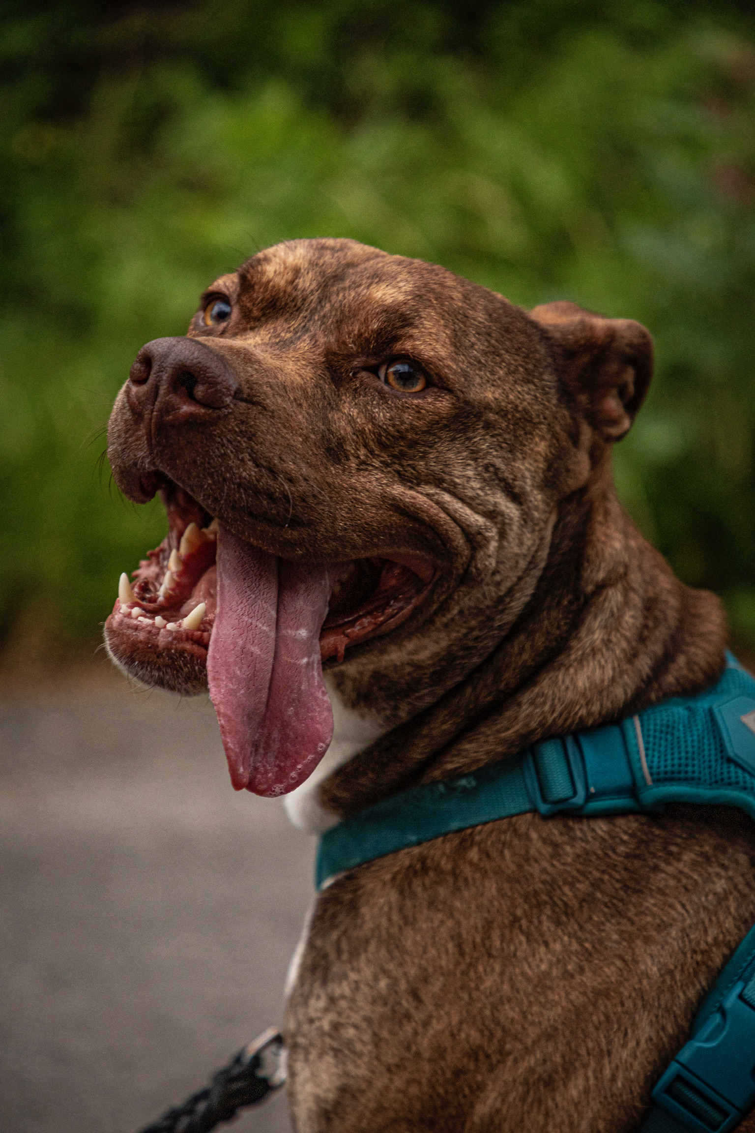 Gatsby, a Adoptable Pit Bull Terrier in laval, QC image 2/2