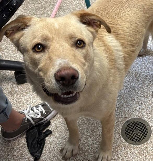 Enlarge Angel, a Adoptable German Shepherd Dog in Fort Collins, CO image 1/1