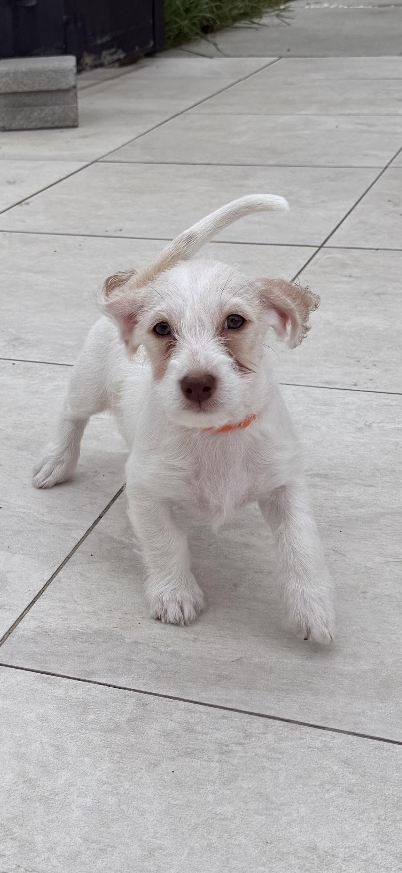 Enlarge Proz, a Adoptable mixed breed in Las Vegas, NV image 2/3
