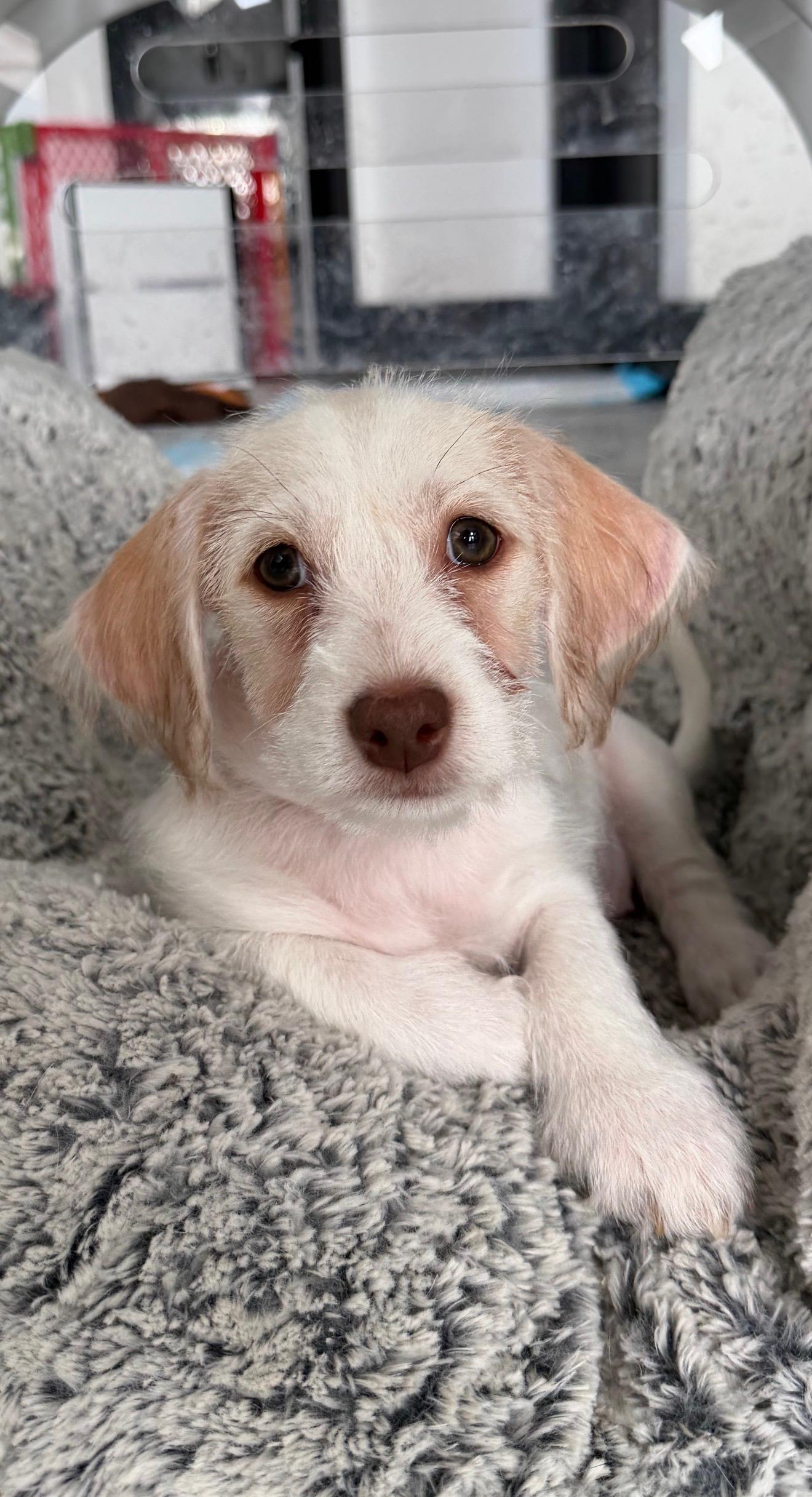 Proz, Adoptable, Puppy Female Terrier.